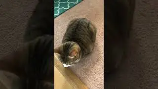 Round #cat #shorts