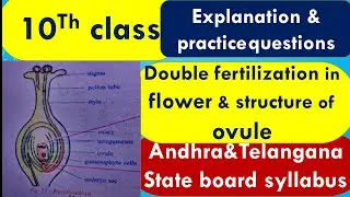 DOUBLE FERTILIZATION IN PLANTS//Structure of OVULE//Reproduction-10th class Biology,
