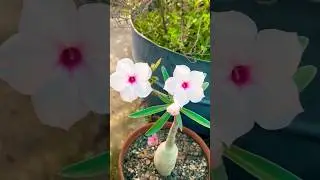 Adenium Swazicum Plant Light Pink #adeniumswazicum #adeniumplant #adenium #youtubeshorts