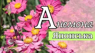 Секрет японской анемоны: красота с китайскими корнями