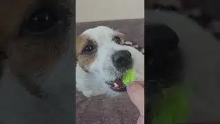 Беседа с Виллом🤣 #shortsyoutube #джекрасселтерьер #jackrussellterrier