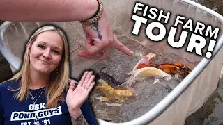 Blue Ridge Koi & Goldfish TOUR! | Hand-Selecting Koi