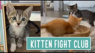 Kitten Fight Club -- The UnderCat 🐱🐱🐱