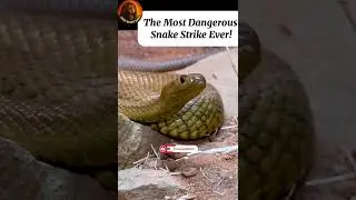 Snake Attack! #shorts #Snakes #WildlifeShorts #CrazyWildlifeDiary #SnakeAttack #AnimalShorts