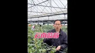 来云南一个星期，三个人跑了十几个基地，要做好一个产品太难了W