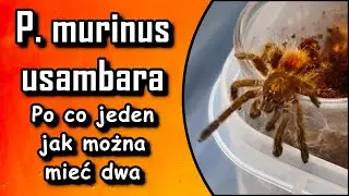 Pterinochilus murinus Usambara co powinieneś o nim wiedzieć i czy jesteś na niego gotowy ?