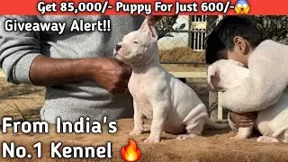 Giveaway Alert !! Get 85,000/- Puppy For Just 600/-😱 