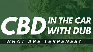 CBD with DUB Ep.5 | What Are CBD Terpenes & Hemp Lab NYC The BEST CBD Store In Brooklyn