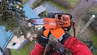 Tree Climbing in 13 minutes. Part 2. Not Edited. Kuusen kiipeilykaato osa2. Puunkaato n.13 minuuttia