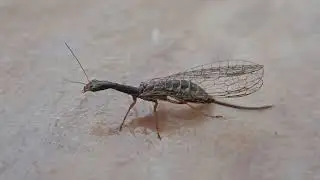 Subtribe Raphidiinaa member of Raphidiid Snakeflies, Настоящие Верблюдки, Family Raphidiidae