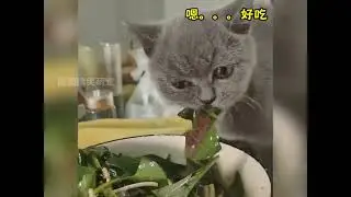 The world is in a mess and little dogs taste the saltiness#The daily life of a