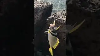Морской карась во всей красе