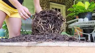 Part I Separating 3 Bird Of Paradise Plants