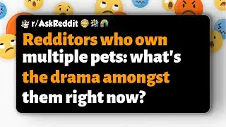 r/AskReddit | Redditors who own multiple pets: what's the drama amongst them right now?