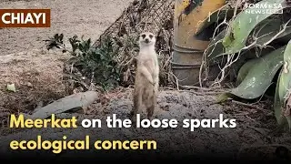 Lone meerkat spotted on Chiayi roadside, quickly disappears｜Taiwan News