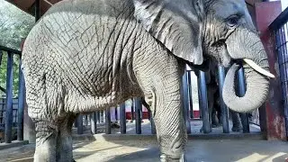 Safari Zoo....    jungle deikha bus se maza agaya 