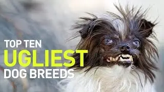 Top 10 Ugliest Dogs 2017