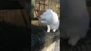 A cute viral Cat grooming itself close up #kittens #cats #viralshort