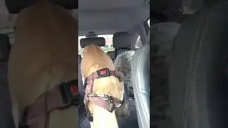 Review of Pet Acoustics Dog Calming Music