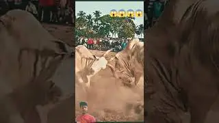 #cow #ipl