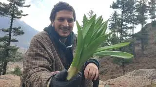 Forest Vegetable of Kashmir || Wulket, Shilhakh (kholl) || Jungli Sabzi
