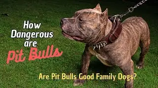 How Dangerous are Pit Bulls Dogs How Aggressive are Pit Bulls?