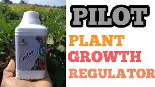 PILOT  PLANT GROWTH REGULATOR || Ideal Agri Search Pvt.Ltd. ||