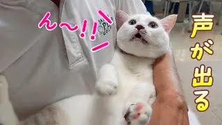 弟猫を抱っこするたびに鳴き出す声が可愛い過ぎました