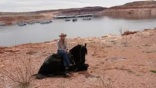 RAGNAR- 2018 Percheron/Friesian Cross