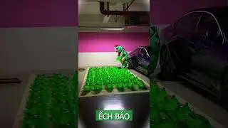 Ch&uacute; ếch xanh vui nhộn #frog #echxanh