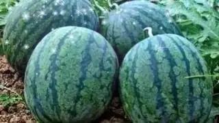Asian Agriculture | Juicy Fruits | Cambodian Fruits