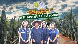 ไร่วันยังขำ One young kham farm 🌵กระบองเพชร Cactaceae🌵