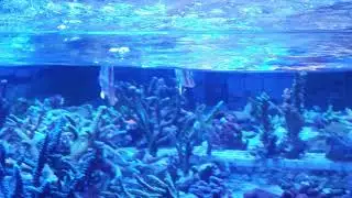 Copperband butterfly fish (Chelmon rostratus) pair