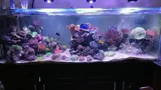 Kessil a360x
