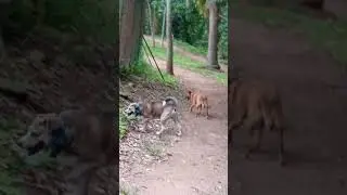 Charlie e Lucy no Parque 🐕&zwj;🦺🍀