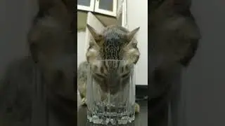 Cat Drinking From Water Glass