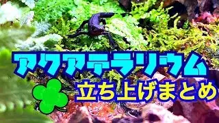 アクアテラリウム水槽立ち上げまとめ！