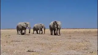 Majestic Elephant Bulls Roaming Etosha | Nature Travel Namibia