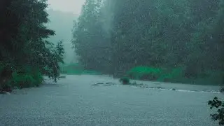 Listen to the rain on the forest path, relax, reduce anxiety, and sleep deeply🌧️🌬️#relaxingvideo 