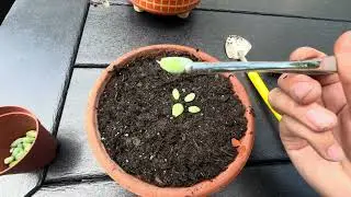 How To Propagate A Burros Tail