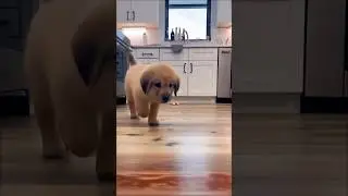 Cute little puppy walking in the house #dog #puppy #pets #cutedog #doglover #youtubeshorts #shorts