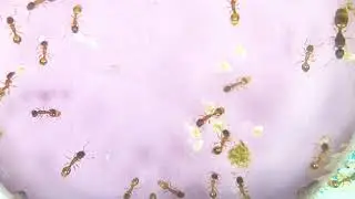 Temnothorax | Linksvayer Lab | ASU SIRG | 2026-01-24
