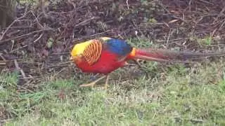Male GOLDEN PHEASANT (Chrysolophus pictus) in front garden at Piccotts End, Hemel Hempstead