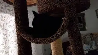 DustyDancing