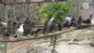 ( Đăng ký kênh ) MÔ HÌNH NUÔI CHIM BỒ CẦU THEO HƯỚNG QUẦN THỂ MANG HIỆU QUẢ KINH TẾ CAO
