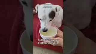 Tail Wagger Dog Beer