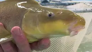 How the Endangered Species Act has helped Native Fish