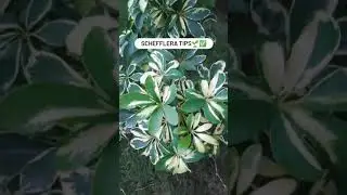 Schefflera plant care🌱✅ #shorts #plants #plantshorts