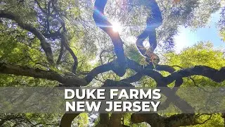 Duke Farms | Nature Preserve & Park | Another nice place to see in New Jersey | 1 hour away from NYC