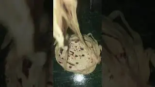 ivvala Special Parota 😋😋🍪